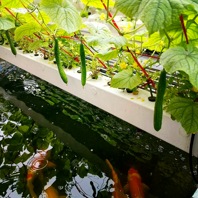 临沧市大棚鱼菜共生 - 一站式服务
