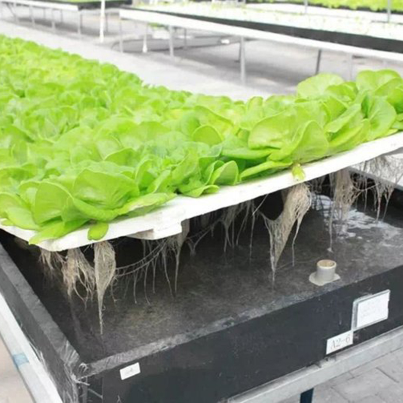 临沧市水培设备蔬菜大棚 - 方案